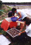 Grading prawn for sale: In-house training for participants.